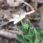 Arenaria catamarcensis Flower