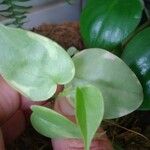 Peperomia serpens Folla