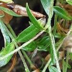 Silene schafta Bark