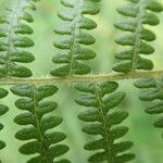 Pteridium capense 葉