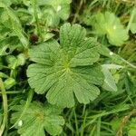 Geranium pyrenaicumLeht