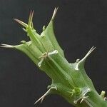 Euphorbia uhligiana ഇല
