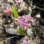 Oxypetalum solanoides Blomst