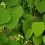 Cercidiphyllum japonicum Leaf