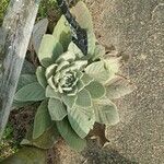 Verbascum boerhavii葉