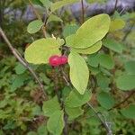 Lonicera utahensisФрукт