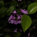 Cydista heterophylla Цвят