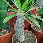 Pachypodium lamerei Leaf