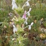 Morina persica Blüte