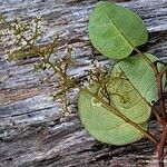 Maesa novocaledonica Habit