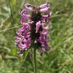 Stachys officinalis Квітка