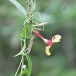 Mandevilla subsagittata 花