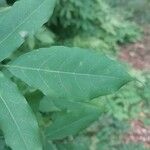 Wisteria frutescens Leaf