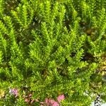 Hebe cupressoides 葉