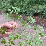 Peucedanum oreoselinum Leaf