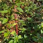 Amaranthus graecizans बार्क (छाल)