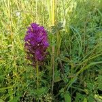 Anacamptis pyramidalisKéreg