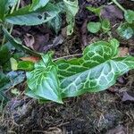 Arum italicumഇല