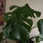 Monstera deliciosa Leaf