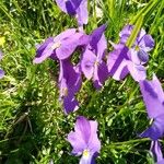 Viola calcarata Λουλούδι