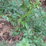 Cotoneaster microphyllus পাতা