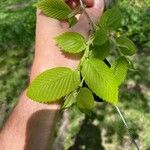 Ulmus americana Leaf