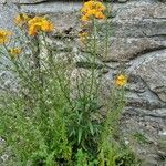 Erysimum odoratum Habit