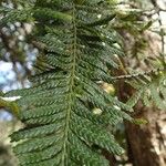 Libocedrus yateensis Leaf