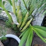 Cyrtopodium andersonii Yaprak