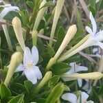 Turraea mombassana Άλλα