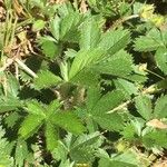 Potentilla canadensis Hoja