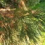 Sequoiadendron giganteum Fulla