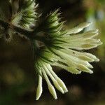 Rutidea hispida Blüte