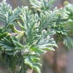 Glandularia tenera Leaf