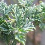 Verbena tenera Leaf