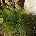 Isolepis cernua Yaprak