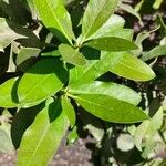 Acokanthera oblongifolia Blad