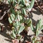 Polygonum maritimum Hostoa