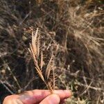 Bromus lanceolatus 花