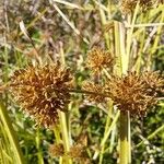 Cyperus difformis Fruto