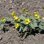 Viola purpurea Habit