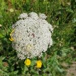 Daucus carotaBlomma