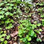 Saxifraga rotundifolia Habitus