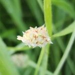 Plantago ovata Fiore