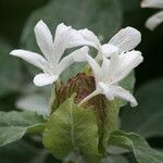 Barleria albostellata Květ