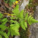 Gymnocarpium robertianum Otro