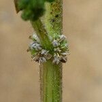 Dysphania pumilio Flower