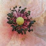 Papaver dubium 花