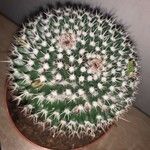 Mammillaria formosa برگ