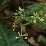 Psychotria alatipes Цвят